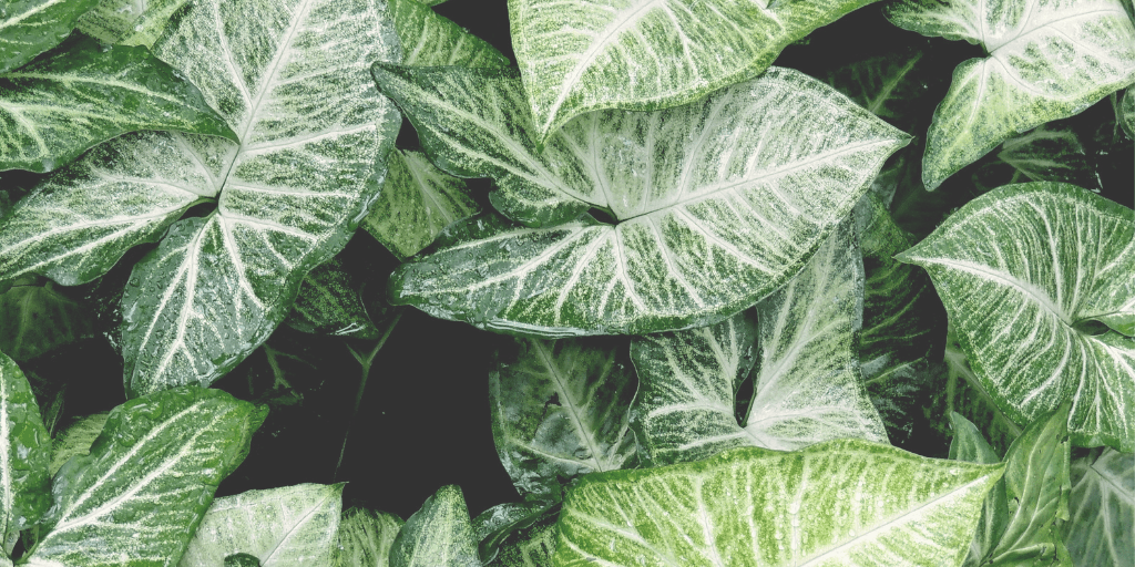 green leaves