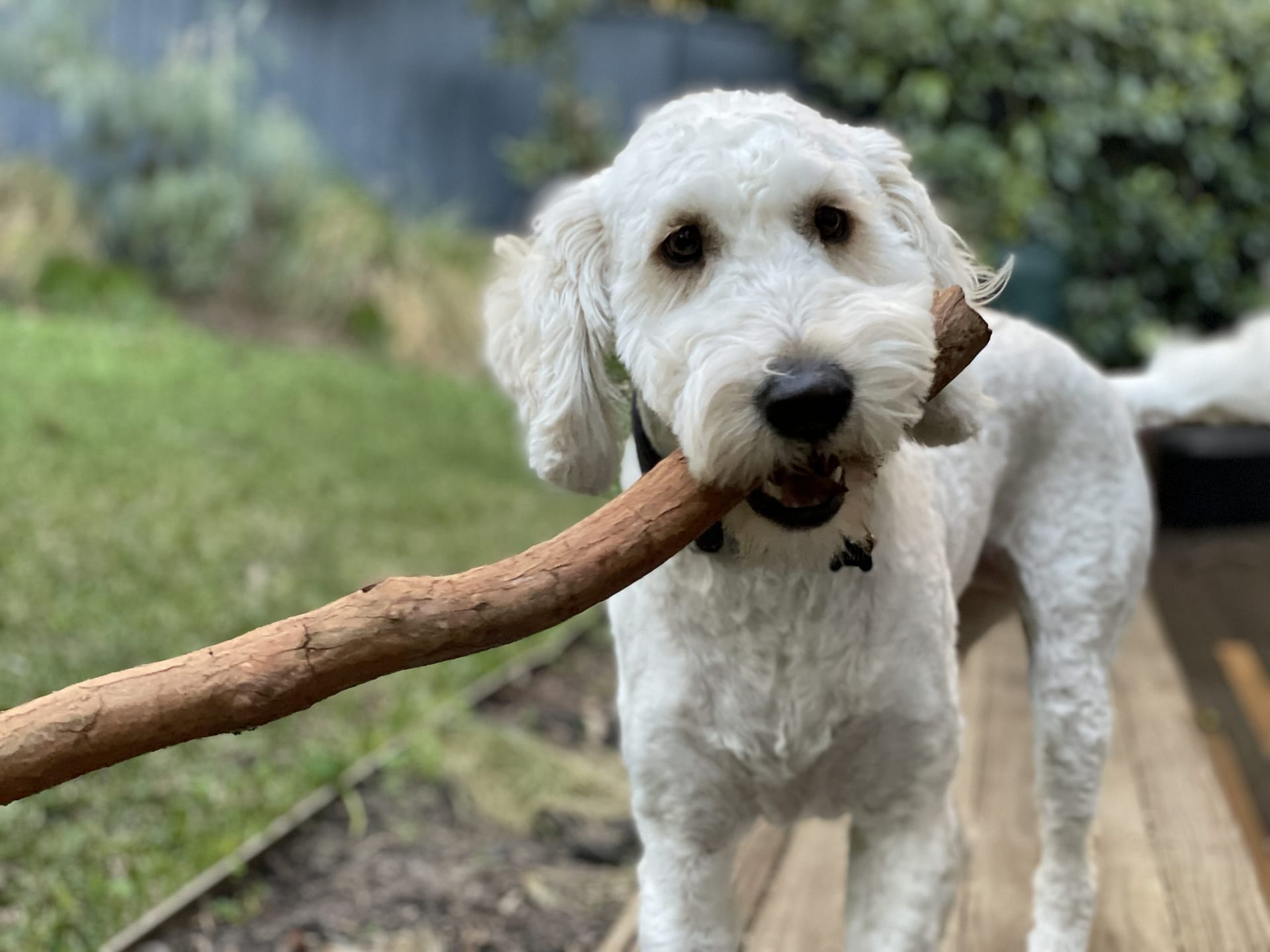 Caring for Pets the Ethical Way