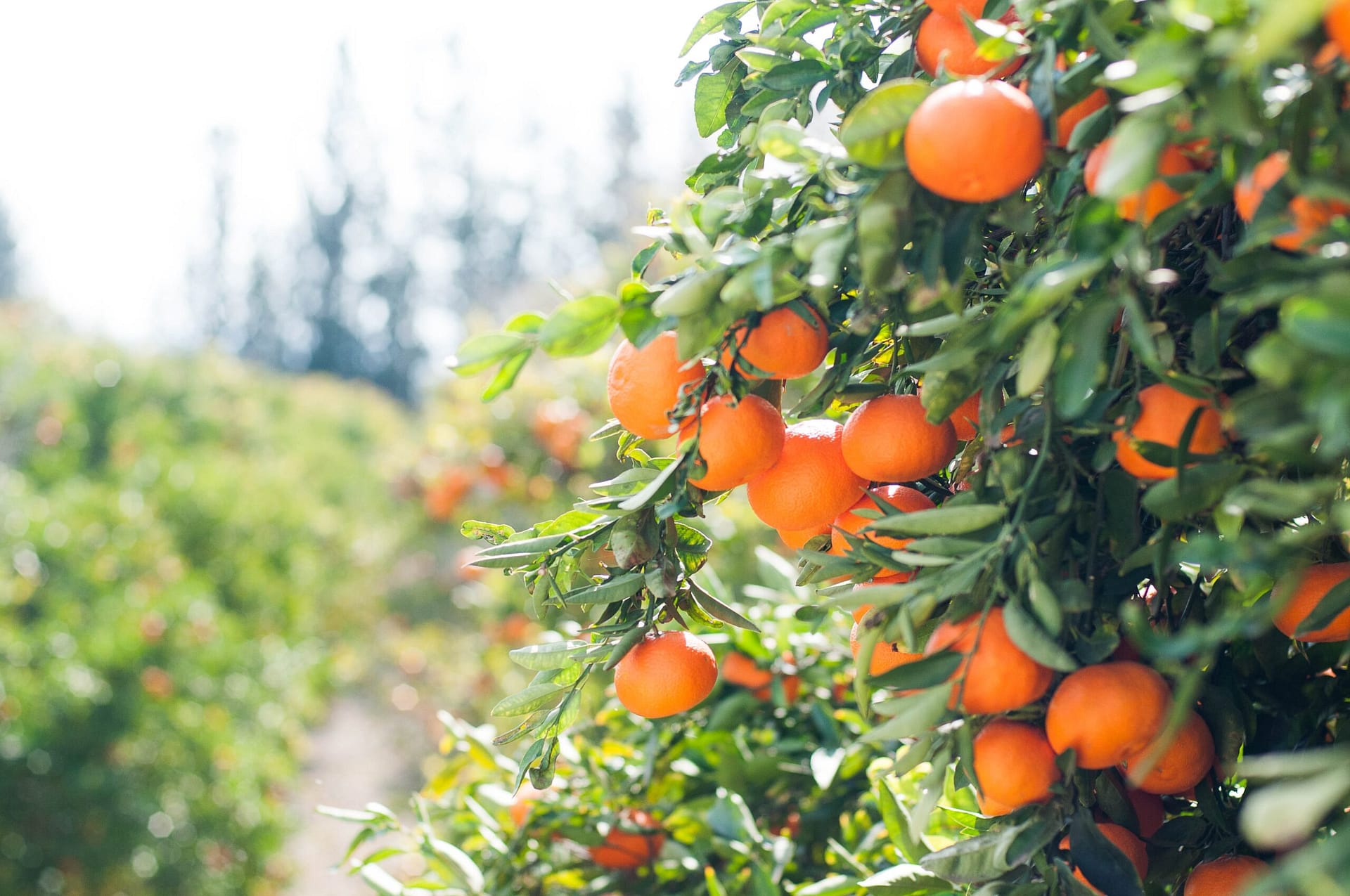 Oranges, no lemons