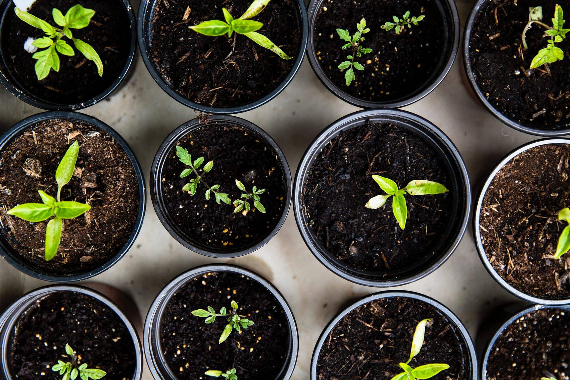 Composting | What, Why and How