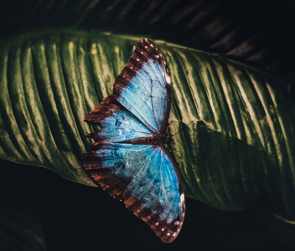 The Other Butterfly Effect