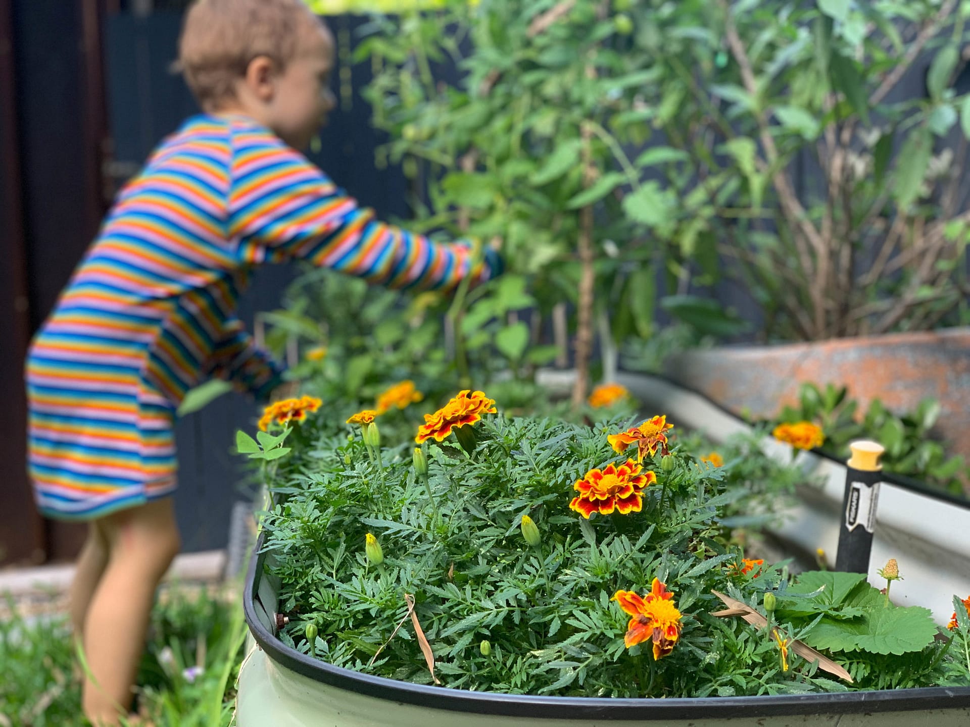Growing Your Own